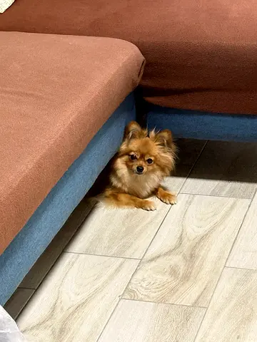 Small female Chihuahua looking for a new home (friendly, calm, quiet)