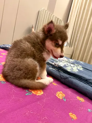 2 months old Siberian Husky Puppy Available