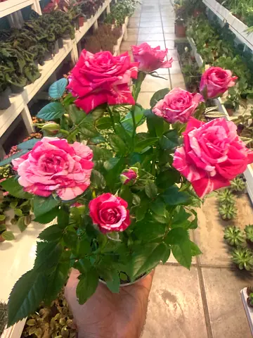 Indoor Rose