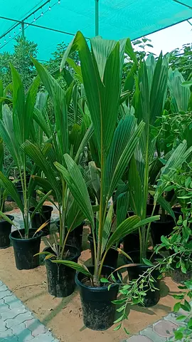 Young Coconut Palm (Dypsis lutescens) in 12" Nursery Pot - Healthy Indoor/Outdoor Plant