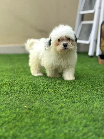 Fluffy small white puppy — friendly companion