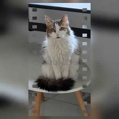 A very charming female Turkish angora cat for adoption
