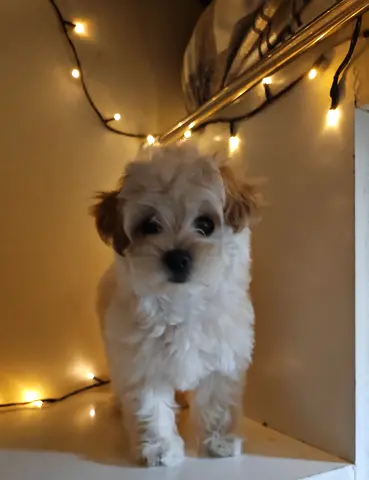 2 Months Old Maltipoo - Pale Apricot