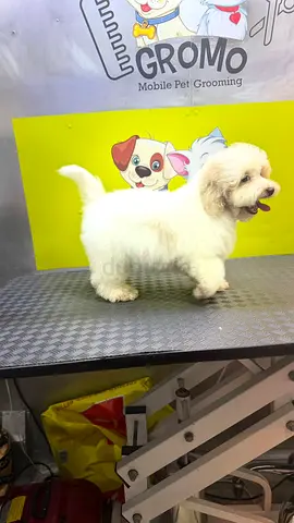 Small fluffy mixed-breed dog, friendly and groomed