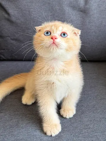 Pure Scottish Fold Ny12 Golden Kitten with Blue eyes