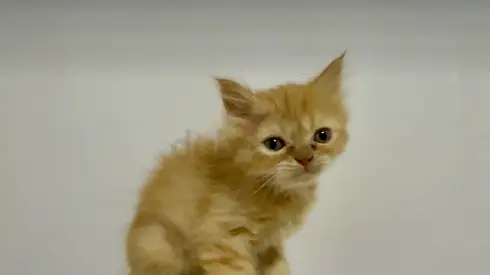 Adoption free fluffy ginger kitten - friendly, ready for adoption