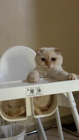 Crème Siamese Cat for adoption