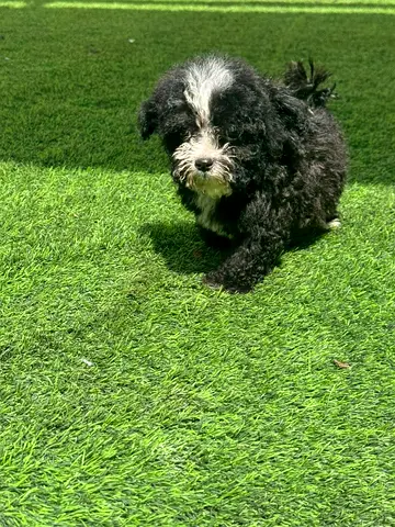 Small black-and-white puppy available for adoption — friendly and playful