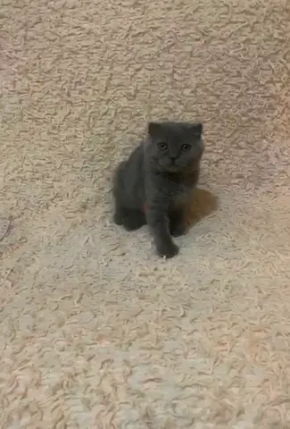 Pet