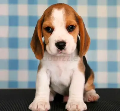 Beagle puppies for adoption