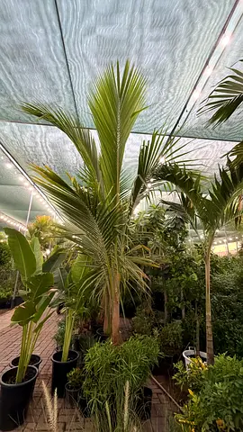 Large indoor coconut palm / tropical palm in pot - healthy specimen