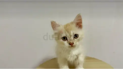 Adoption free golden/white kitten — friendly, looking for a home