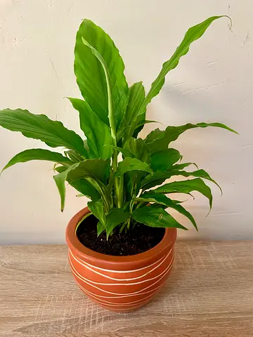 Peace lily with Pot