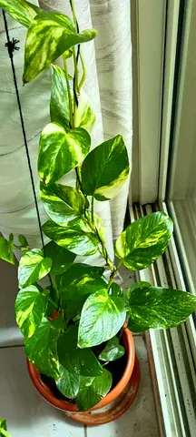 Money plant for sale