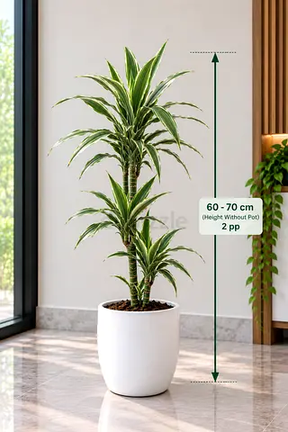 Plants