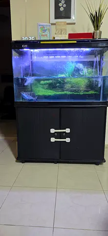 aquarium with 2 Iridescent Shark Catfish