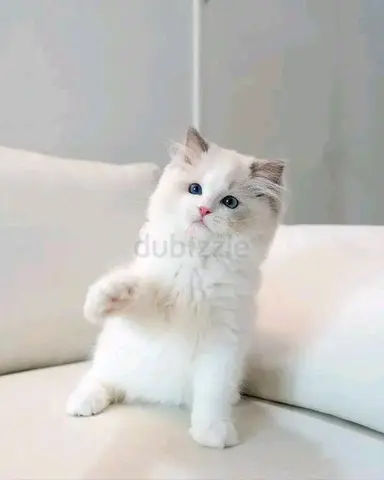 Ragdoll kittens