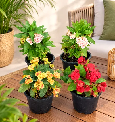 Crown of Thorns Flowering Plants – Set of 4 | 25 cm Height | Outdoor Plants UAE