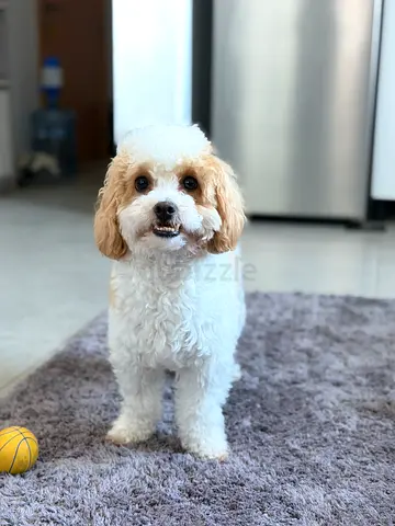Pet