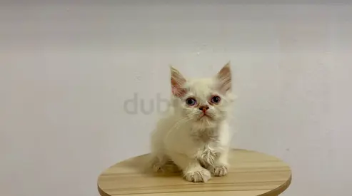 Adoption free persian white kitten — friendly, ready for new home