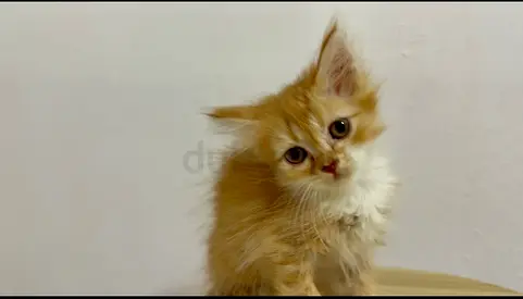 Adoption free persian long-haired ginger kitten available for adoption