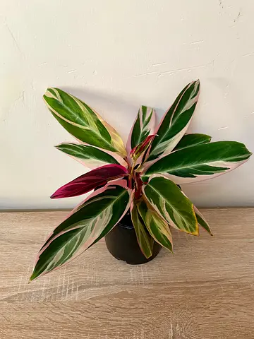 Stromanthe Triostar