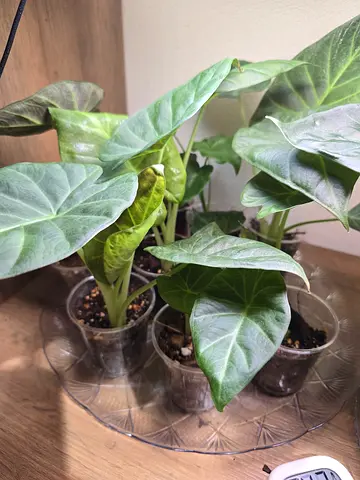 Alocasia Regal Shield