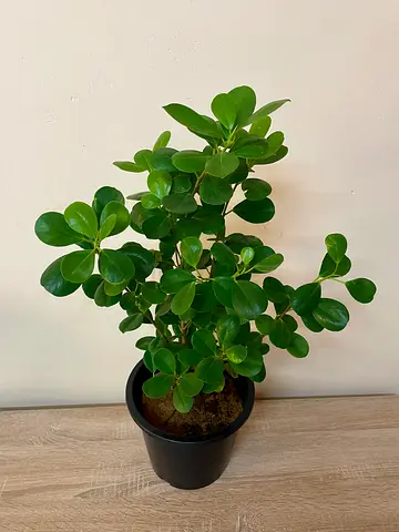 Ficus Microcarpa
