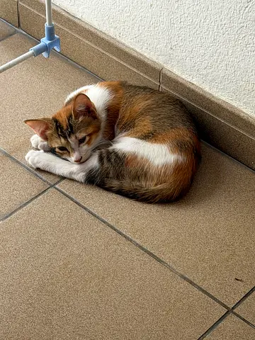 Kitten for free