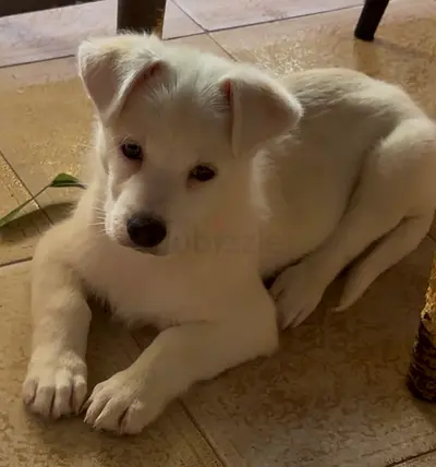 Adorable Husky Shitzu Puppy For Adoption