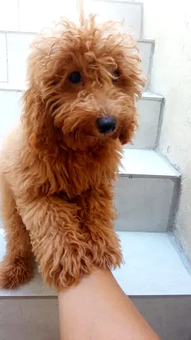 Red Toy Poodle Puppy, Friendly and Playful is looking for a loving home