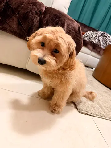 Cute small maltipoo, 4 months old, friendly and vaccinated