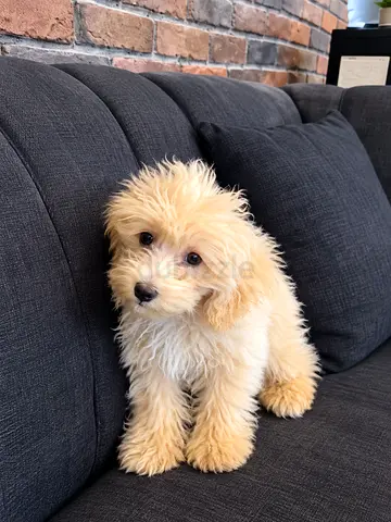 Male maltippo puppy, 2.5 old, friendly and vaccinated