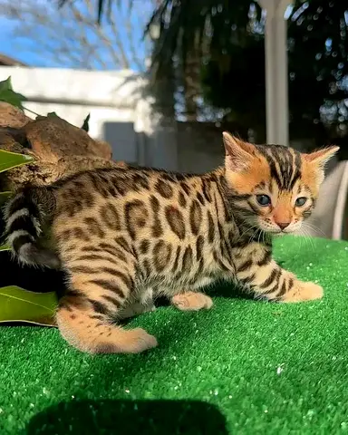 Bengal kittens