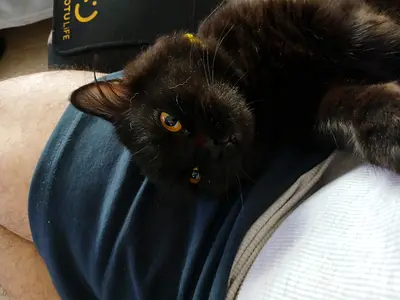Cat free adoption / 8 Month old age