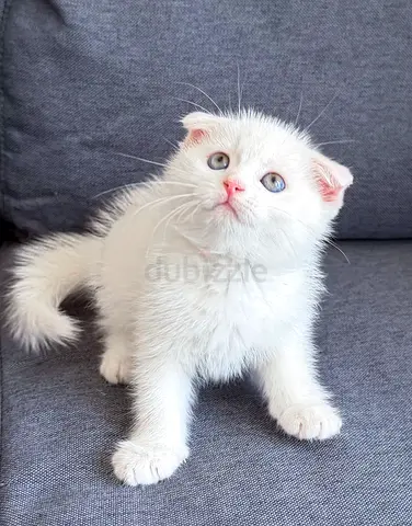 Pure Scotrish Fold Shorthair Kitten