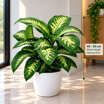 Plants