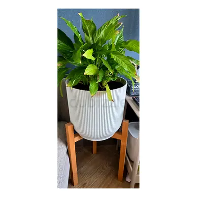 Peace Lily + Pot & Stand