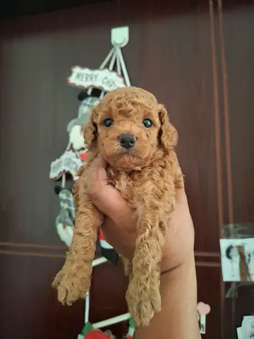 dog