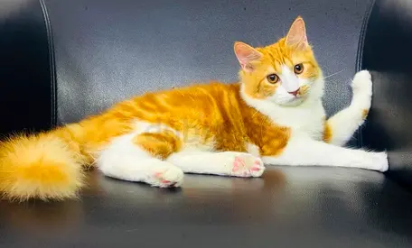 🐾 FREE ADOPTION – 10-MONTH-OLD KITTEN 🐾