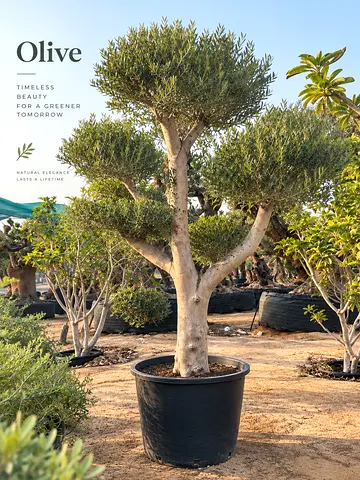 Plants