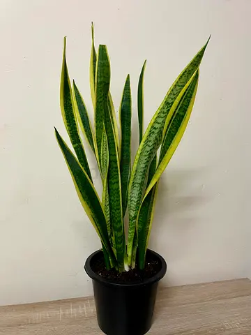 Snake Plant