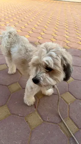 ‏Maltipoo Puppy