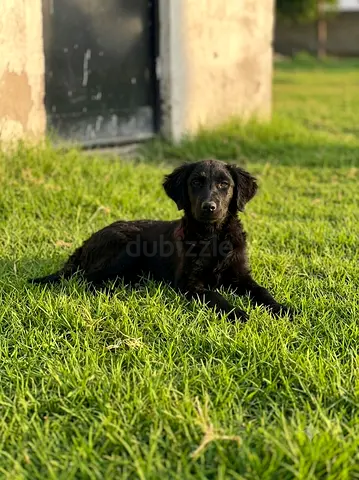 Female Black Retriever, 5 months old; calm and friendly with children.