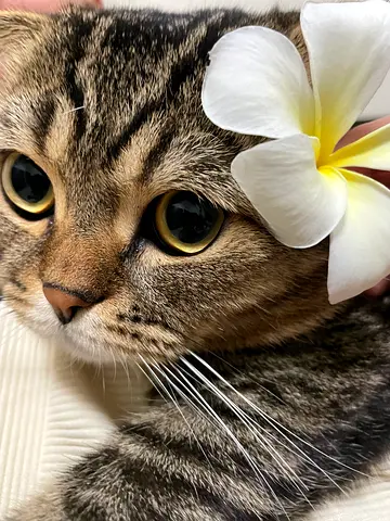 Pet for adoption