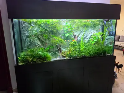 Monster 700L Planted Aquarium Complete Setup