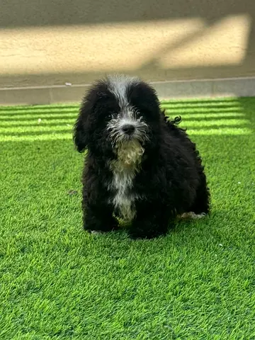 fluffy black & white Maltipoo puppy ready for a new home