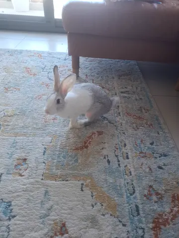 4 months old Rabbit for adoption (Vet checked and treated)