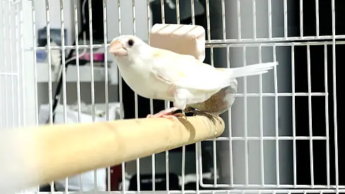 Finches Birds with Cage