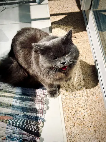 Cat for adoption
